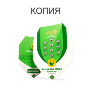 Amnesia Haze Авто