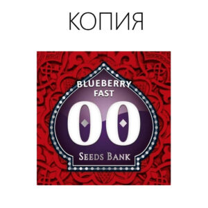 BlueBerry Fast Фото
