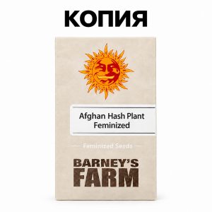 Afghan Hash Plant Фото